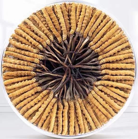 双河冬虫夏草回收